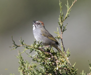 Green tailed Towhee 4095